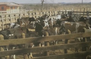 Uma imagem tipicamente nordestina: O gado encurralado (Foto: Breno Gomes da Luz).