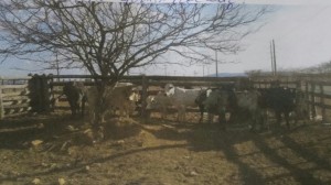 À tarde o gado é recolhido ao curral do Parque Joaquim de Pedro (Foto: Breno Gomes da Luz).